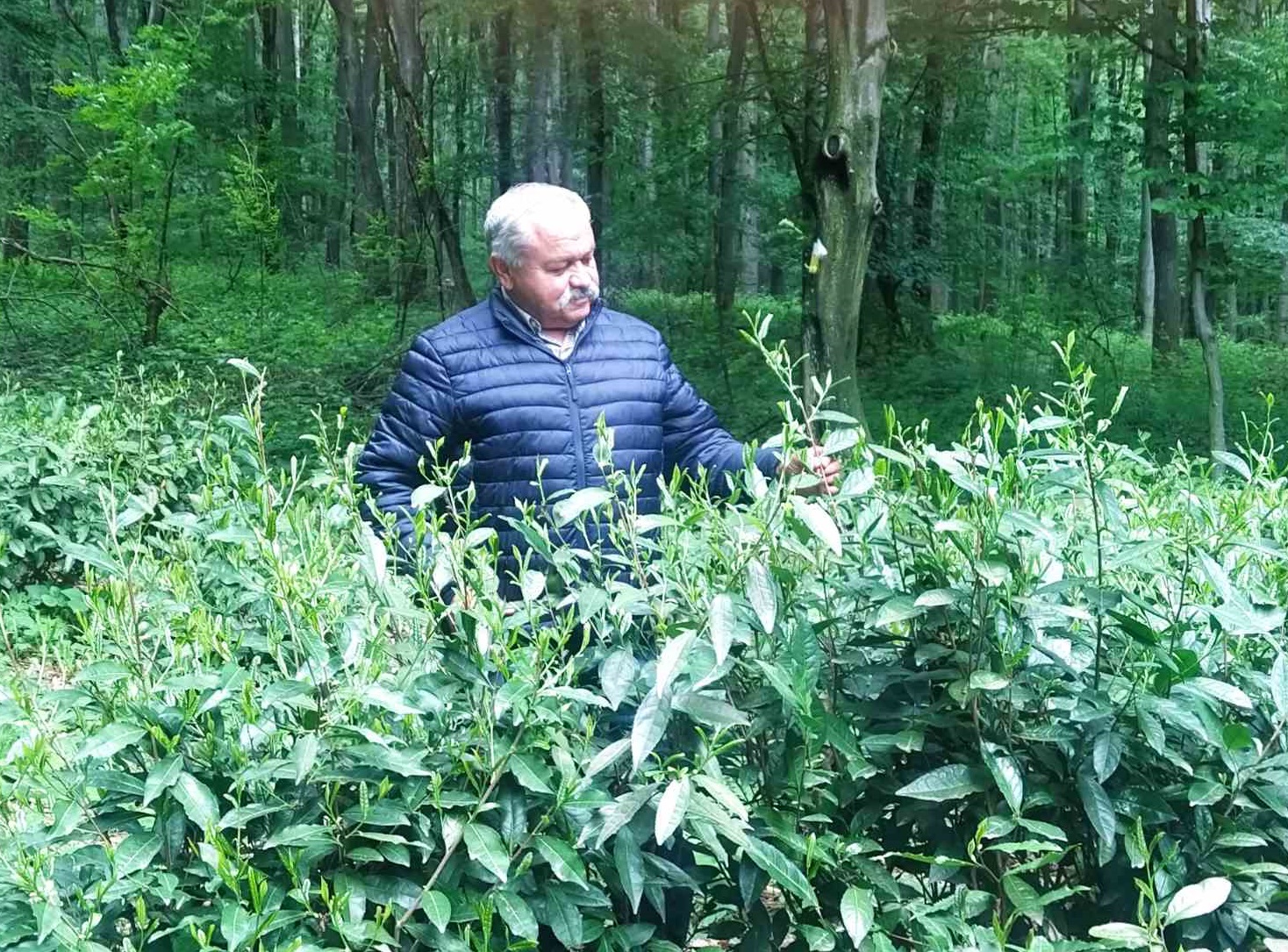 Чайна плантація під Мукачево
